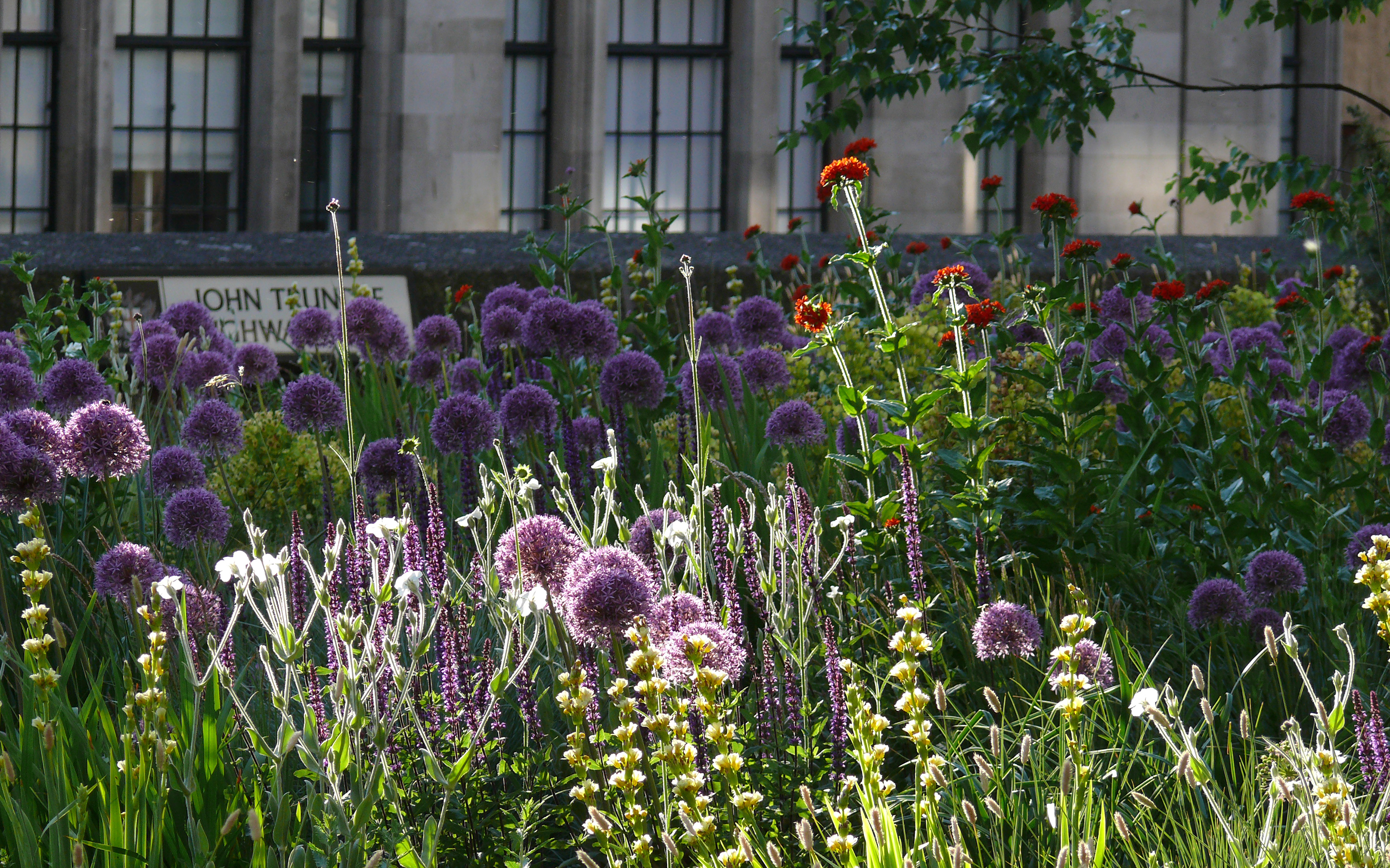 Meadow-like vegetation with Ornamental Leek